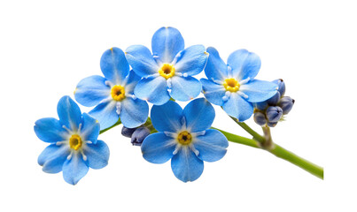 Naklejka premium Closeup photograph showcasing a cluster of delicate blue forgetmenot flowers