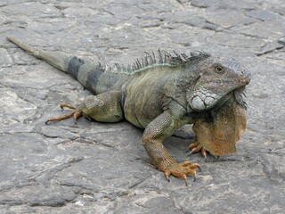 Close-up of a green iguana resting on stone pavement in Guayaquil, Ecuador, showing detailed scales and natural coloration.