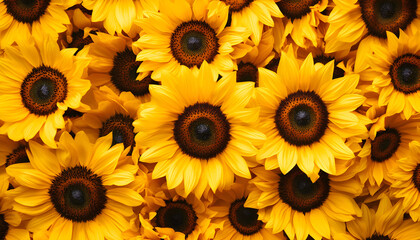 Obraz premium featuring bright yellow sunflowers filling frame. Floral repeat background with many blooming heads creates cheerful, summery vibe