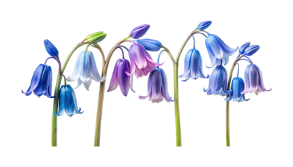 An exquisite display of bluebell blossoms against a pure white backdrop, isolated shot