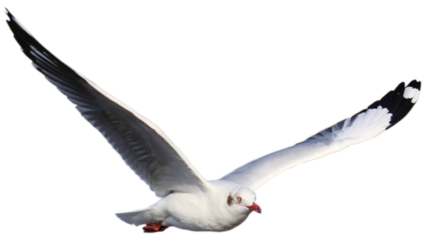 seagull flying wings, coastal bird in flight, ocean bird soaring, seagull mid flight, white bird flying, coastal wildlife scene, seabird wings spread, flying bird motion, nature bird flight, marine bi