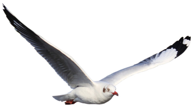 seagull flying wings, coastal bird in flight, ocean bird soaring, seagull mid flight, white bird flying, coastal wildlife scene, seabird wings spread, flying bird motion, nature bird flight, marine bi