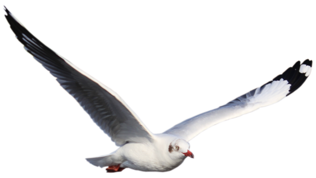 seagull flying wings, coastal bird in flight, ocean bird soaring, seagull mid flight, white bird flying, coastal wildlife scene, seabird wings spread, flying bird motion, nature bird flight, marine bi