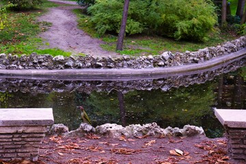 Green woodpecker near a serene pond in a quiet park surrounded by lush trees