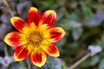 Bright red and yellow flower blooms in a lush garden during a sunny day