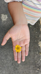 Beautiful Yellow Sphagneticola Trilobata, Marigold Singapore Daisy or Wedelia on hand during the day