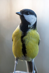 The tit is a small songbird with a strong beak.