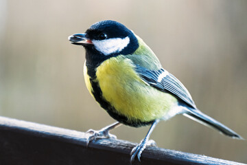 Naklejka premium The tit is a small songbird with a strong beak.