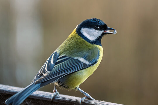 The tit is a small songbird with a strong beak. - Powered by Adobe