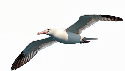 Naklejka premium White wandering albatross bird flies with wide wingspan against clear sky. Large seabird soars gracefully, showing feathers, beak and webbed feet. Nature and wildlife scene.