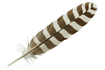 Detailed brown and white striped bird feather, natural pattern isolated on transparent background