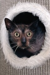 Grey Lykoi cat  looks funny out of the hole of a scratching post.	