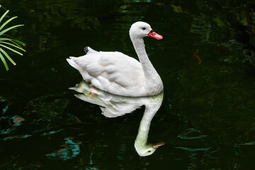 White Corscoroba swan (Coscoroba coscoroba), native to South America, swimming in a lake at Kowloon park, Hong Kong. Birds reflection on the water.
