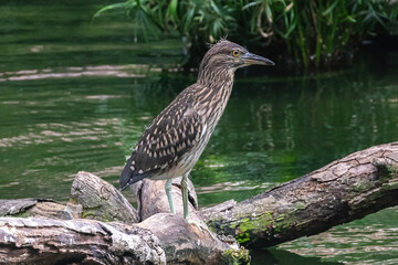 Black crowned night heron (Nycticorax nycticorax) standing on a log in a lake at Kowloon park, Hong Kong. 
