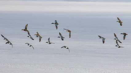 flock of Northern Shoveler Duck birds flying over the lake