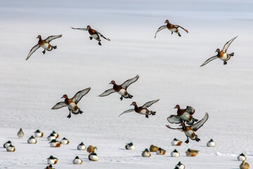 flock of Ferruginous Duck birds flying over the lake