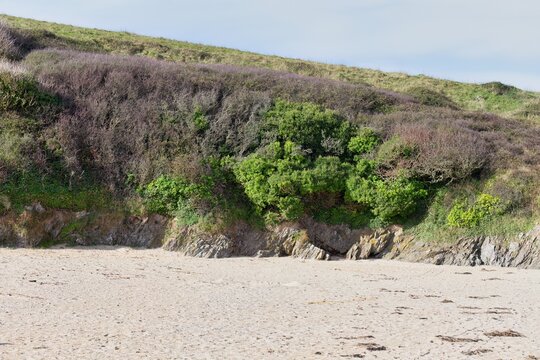 A beach with a sandy shore meets a grassy bluff covered in brown brush. Green vegetation is concentrated near the cliff's base in Polly Joke - Cornwall - UK