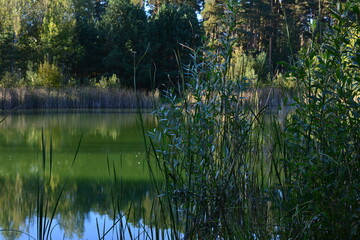 a close up of Forest Lake with Reflection