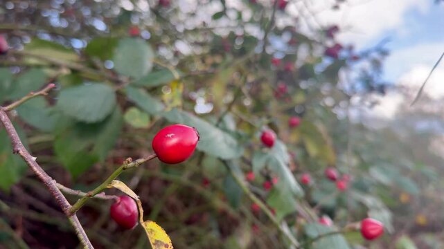 Close-up of bright red rose hips, shiny red rose hips on a branch, orange-red wild roses, blue sky with a few clouds in the background, Rosa canina, red berries
