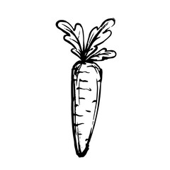 Sketch, doodle of a carrot, a root vegetable. Vector graphics.