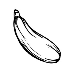 Sketch, doodle of a zucchini vegetable. Vector graphics.