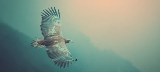 Majestic eagle flying in the sky with wide spacious composition and clear room for text, dynamic wildlife scene with natural lighting