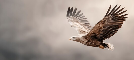 Obraz premium Majestic eagle flying in the sky with wide spacious composition and clear room for text, dynamic wildlife scene with natural lighting