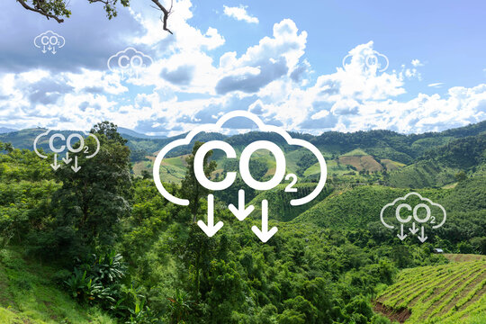 Illustration of a tropical forest absorbing carbon dioxide (CO₂) to reduce greenhouse gases and combat climate change. Visual concept of carbon capture, environmental conservation, and sustainability