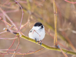 Cute bird the willow tit, song bird sitting on a branch without leaves in the winter.