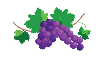 Fototapeta premium Bunch of purple grapes with green leaves on a branch isolated on white fruit food