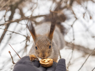 Fototapeta premium Squirrel eats nuts from a man's hand. Caring for animals in winter or autumn.