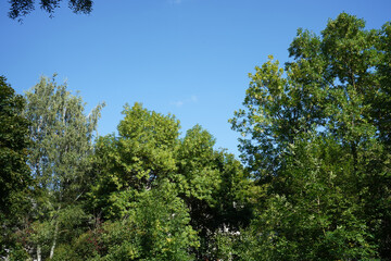 Green tree in the forest,  lush  foliage in the garden park.