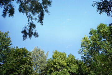 Green tree in the forest,  lush  foliage in the garden park.