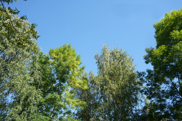Green tree in the forest,  lush  foliage in the garden park.