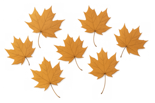 Golden autumn maple leaves falling, vibrant seasonal foliage on a transparent background, changing nature concept