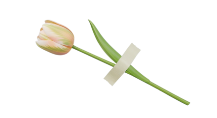 Vibrant Red and Yellow Autumn Maple Leaves Border Isolated on Clean White Background