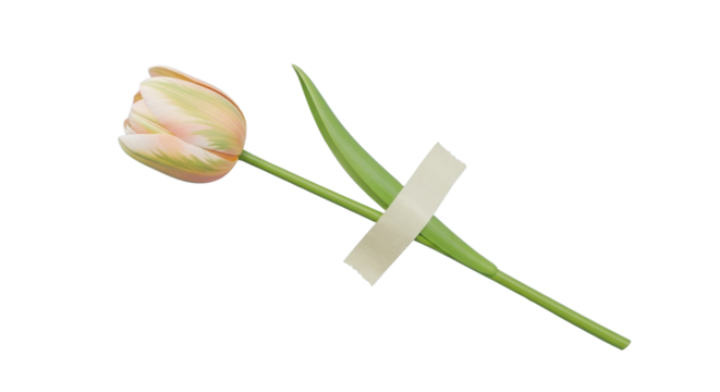 Vibrant Red and Yellow Autumn Maple Leaves Border Isolated on Clean White Background - Powered by Adobe