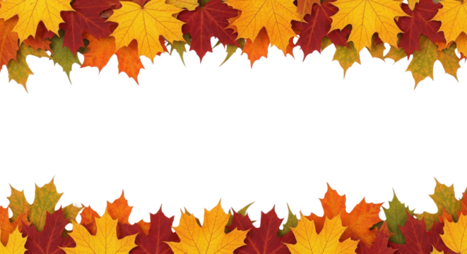 Vibrant Red and Yellow Autumn Maple Leaves Border Isolated on Clean White Background
