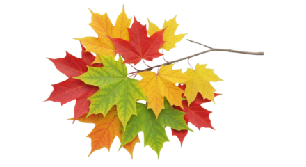 Vibrant Red and Yellow Autumn Maple Leaves Border Isolated on Clean White Background