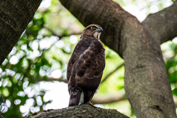 鳳頭蒼鷹 Crested Goshawk
