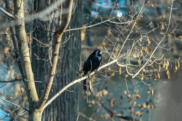 Late autumn with dry leaves and a crow on a tree against the background of a river.