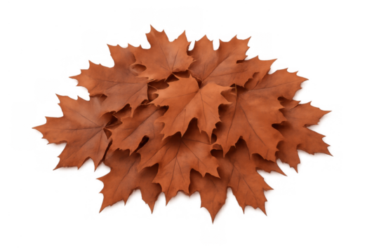 Autumn brown dry maple leaves creating a fall foliage pile, transparent background for seasonal design - Powered by Adobe