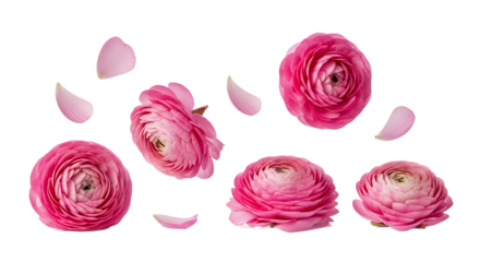 Vibrant Pink Ranunculus Flowers and Petals Scattered Gracefully Against a White Background
