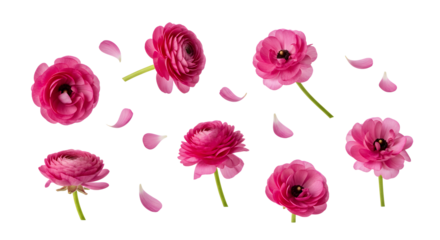 Vibrant Pink Ranunculus Flowers and Petals Isolated on White Background Floral Design Elements