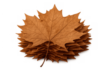 Stacked dried autumn maple leaves showing natural brown texture on transparent background, symbolizing fall season