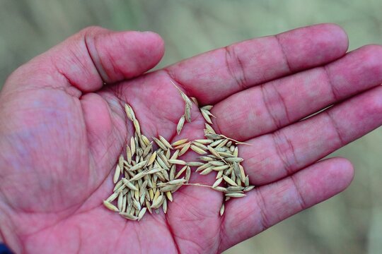 A close-up of harvested paddy grains held in the palm in Theni, Tamil Nadu, reflecting the simplicity and tradition of village agriculture