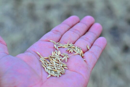 A close-up of paddy grains in a hand in Theni, Tamil Nadu, highlighting the natural beauty and rhythm of traditional agriculture