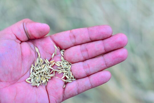 Freshly picked paddy grains resting on a hand in Theni, Tamil Nadu, highlighting the calm and authentic rhythm of rural farming life