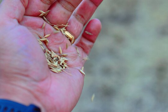 Paddy grains falling gently from a farmer&rsquo;s hand in Theni, Tamil Nadu, reflecting sustainable farming and the simplicity of village life