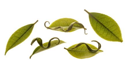 Fresh green tea leaves, showcasing natural beauty and the vibrant essence of organic cultivation